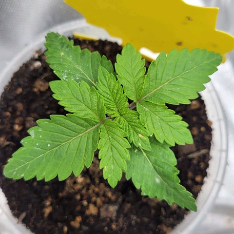 Special 1 # growlog photo: Wächst sehr schnell, ich werde beide umtopfen 