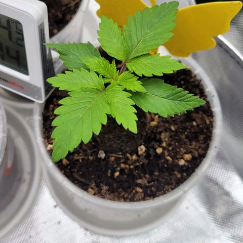 Special Queen #1 growlog timeline photo