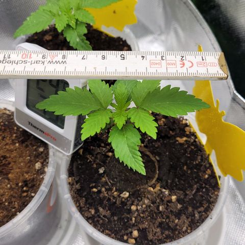 Special 1 # growlog timeline photo