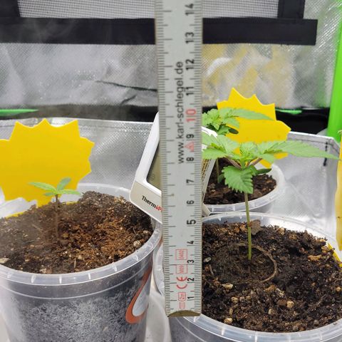 Special 1 # growlog timeline photo
