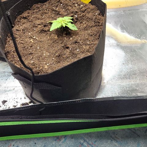 Special 1 # growlog timeline photo