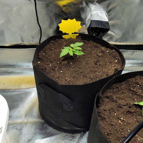 Special Queen #1 growlog photo: Umgetopft 