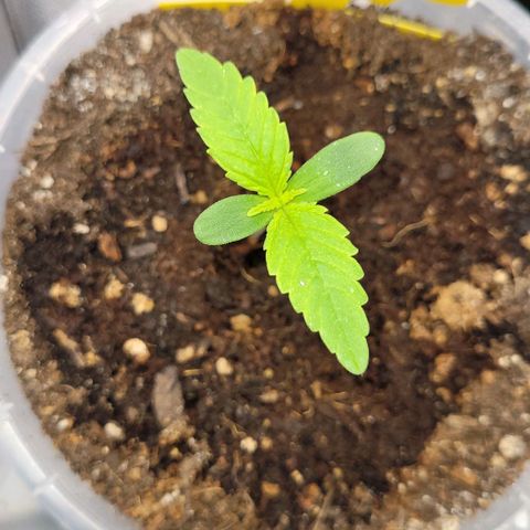 Gnomo Auto  growlog timeline photo
