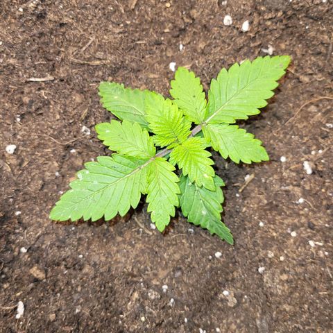 Special 1 # growlog timeline photo