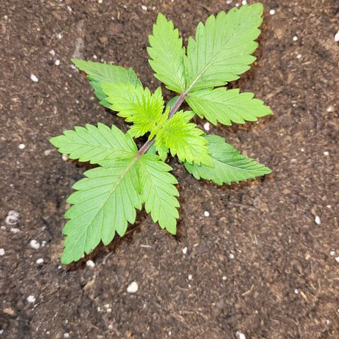 Special Queen #1 growlog timeline photo