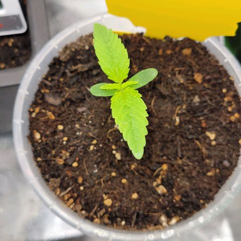 Gnomo Auto  growlog timeline photo