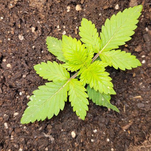 Special 1 # growlog photo: Nach dem umtopfen wächst sie langsam. Ausserdem habe ich gestern ein Mittel gegen Trauermücken gegeben, alle Pflanzen. 