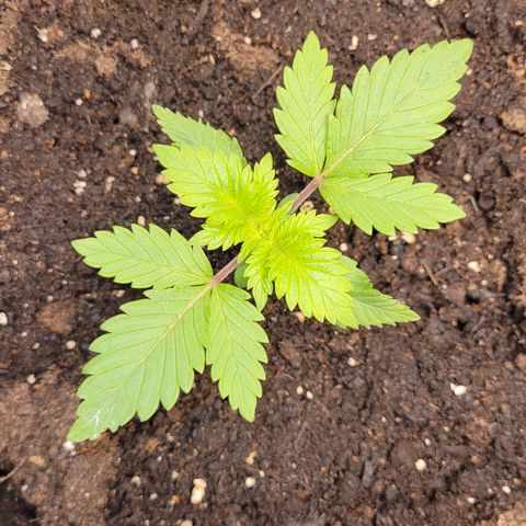 Special Queen #1 growlog timeline photo