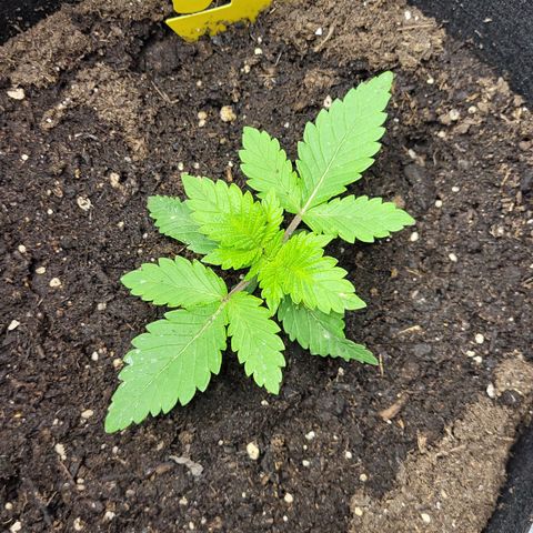 Special Queen #1 growlog timeline photo