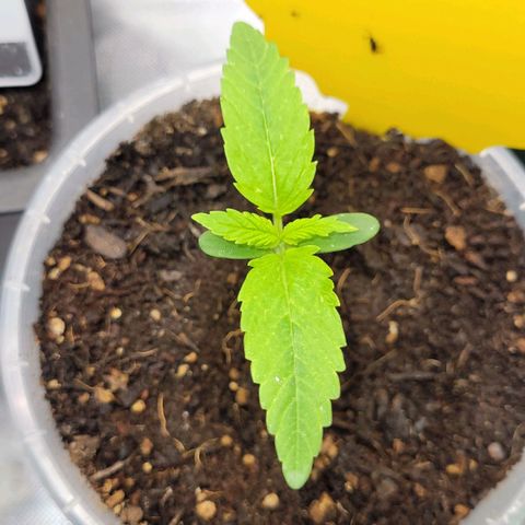 Gnomo Auto  growlog timeline photo