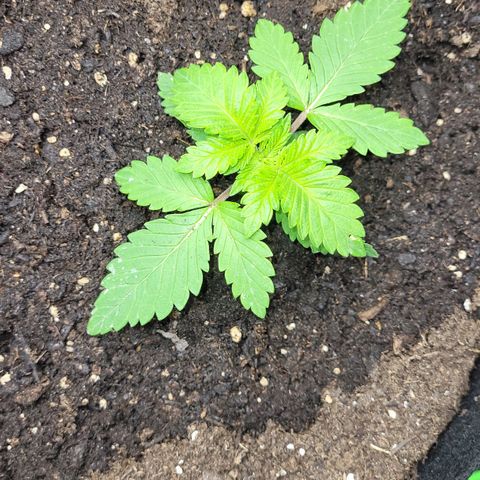 Special 1 # growlog timeline photo