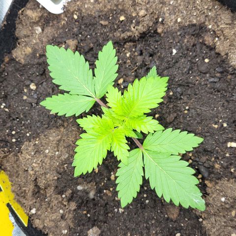 Special Queen #1 growlog timeline photo