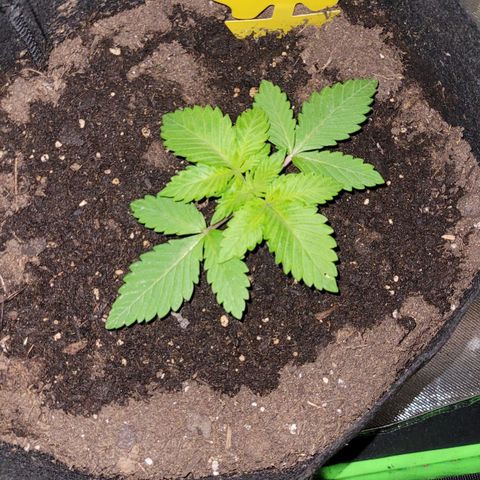 Special 1 # growlog timeline photo
