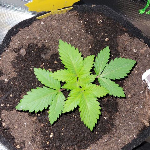 Special Queen #1 growlog timeline photo