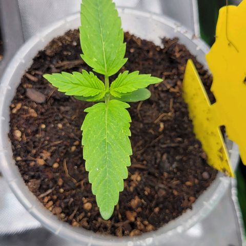 Gnomo Auto  growlog timeline photo