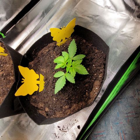 Special 1 # growlog photo: Die Erde ist noch sehr feucht ich habe sie noch einmal aufgelockert um die Pflanzen herum. Es fliegt auch keine Trauermücke mehr um die Pflanzen, das mittel hat geholfen. 