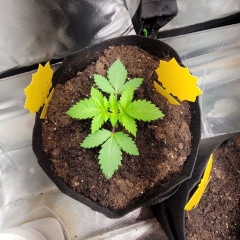 Special Queen #1 growlog timeline photo