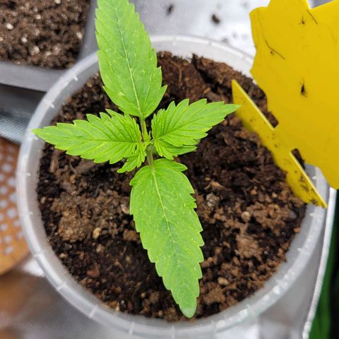 Gnomo Auto  growlog timeline photo