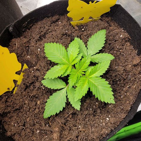 Special 1 # growlog timeline photo