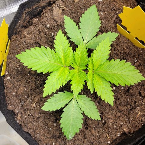 Special Queen #1 growlog timeline photo