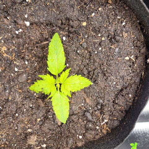 Gnomo Auto  growlog timeline photo