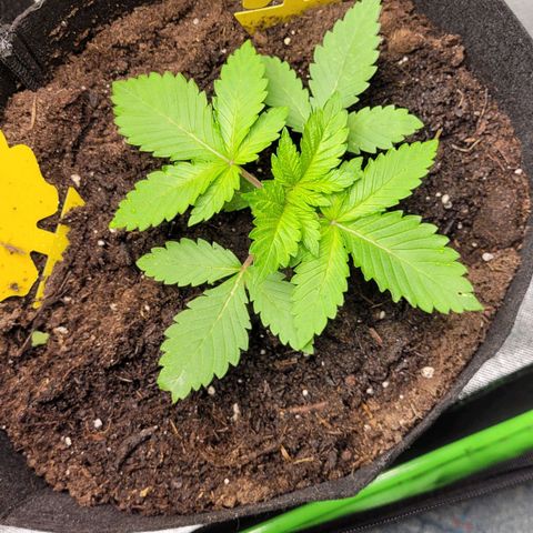 Special 1 # growlog photo: Ca 250 ml Wasser geben 