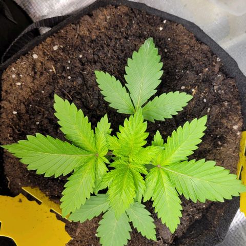 Special Queen #1 growlog timeline photo