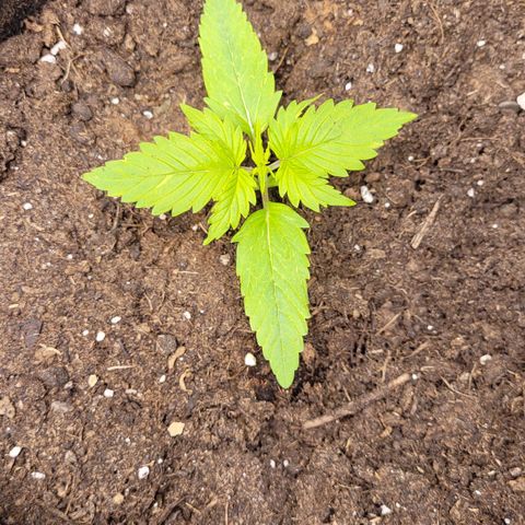 Gnomo Auto  growlog photo: 500ml Wasser mit Dünger gegossen 