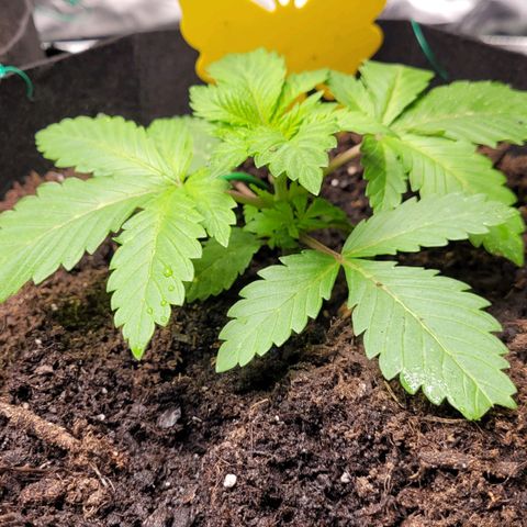 Special 1 # growlog timeline photo