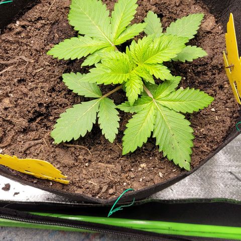 Special 1 # growlog timeline photo