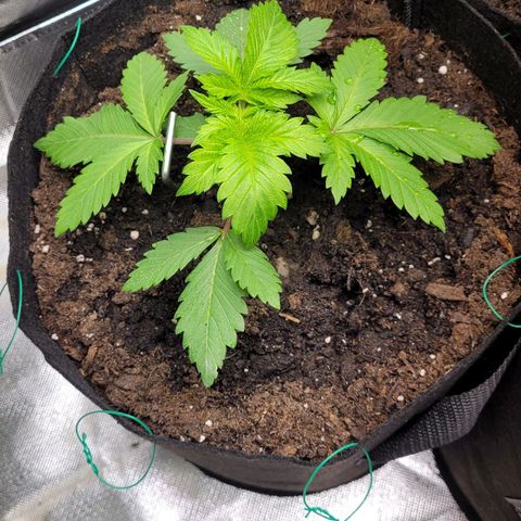Special Queen #1 growlog timeline photo