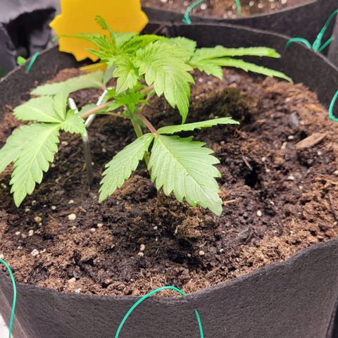 Special Queen #1 growlog timeline photo