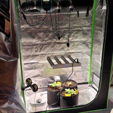 Special Queen #1 growlog timeline photo