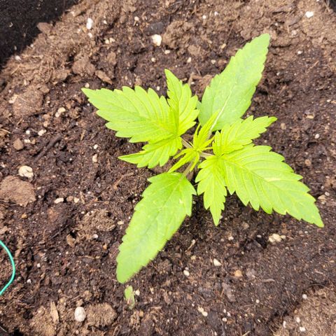 Gnomo Auto  growlog timeline photo