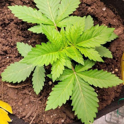 Special 1 # growlog timeline photo