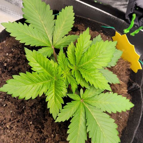 Special Queen #1 growlog timeline photo