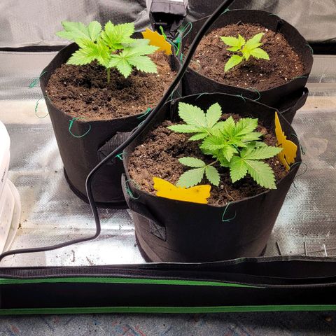 Special Queen #1 growlog timeline photo