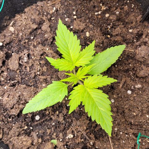 Gnomo Auto  growlog timeline photo