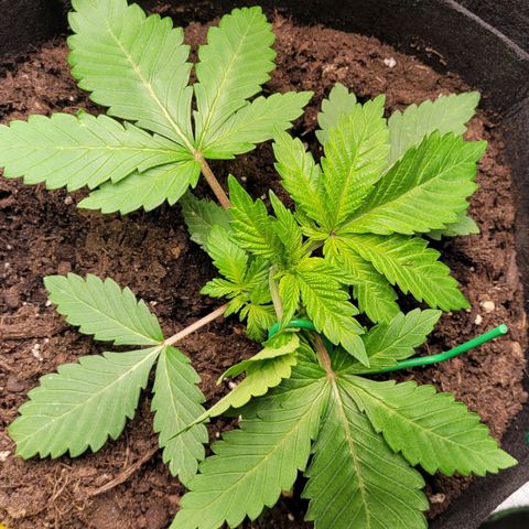 Special 1 # growlog timeline photo