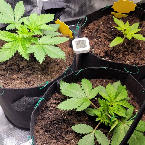 Special Queen #1 growlog timeline photo