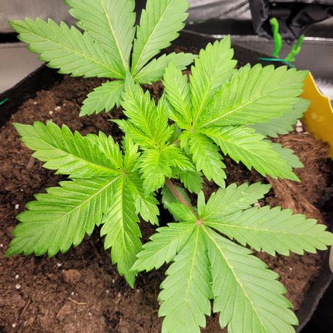Special Queen #1 growlog timeline photo