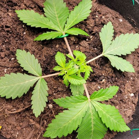 Special Queen #1 growlog timeline photo