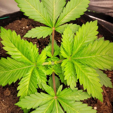Special 1 # growlog timeline photo