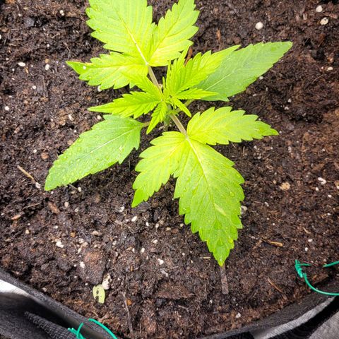 Gnomo Auto  growlog photo: 1 l Wasser gegeben Wasser lief unten raus. 200ml wieder geggegossen. 