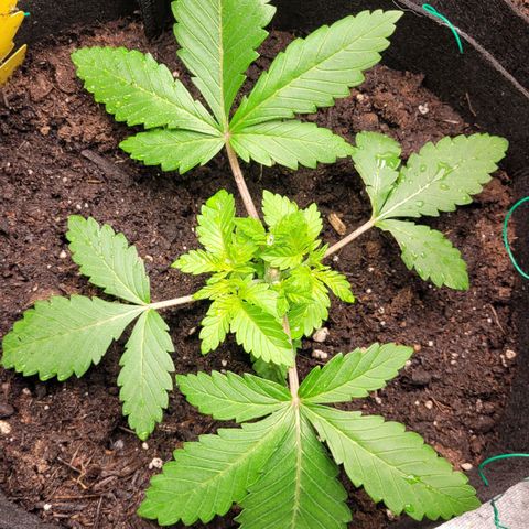Special 1 # growlog timeline photo