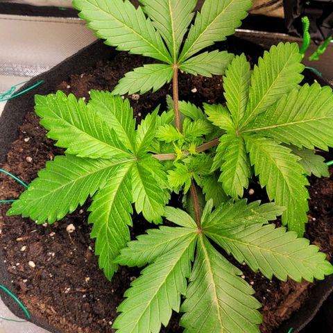 Special Queen #1 growlog timeline photo
