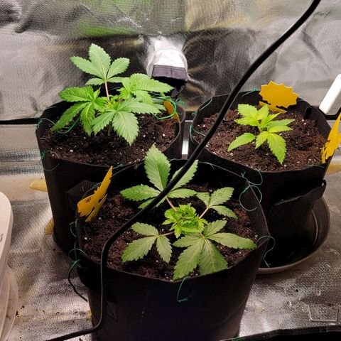 Special Queen #1 growlog timeline photo