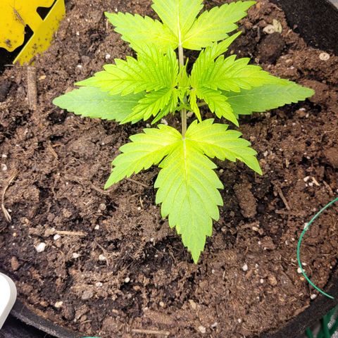 Gnomo Auto  growlog timeline photo