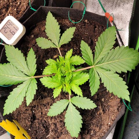 Special 1 # growlog timeline photo