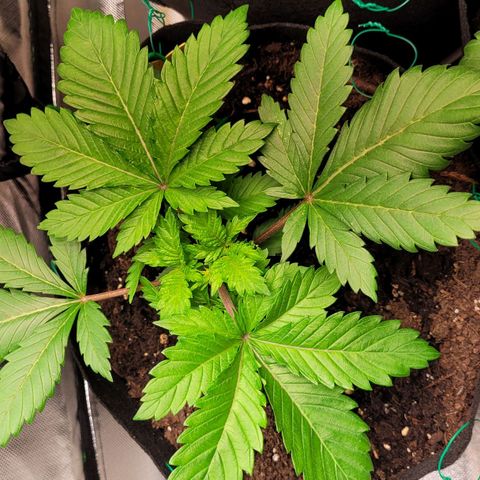 Special Queen #1 growlog timeline photo
